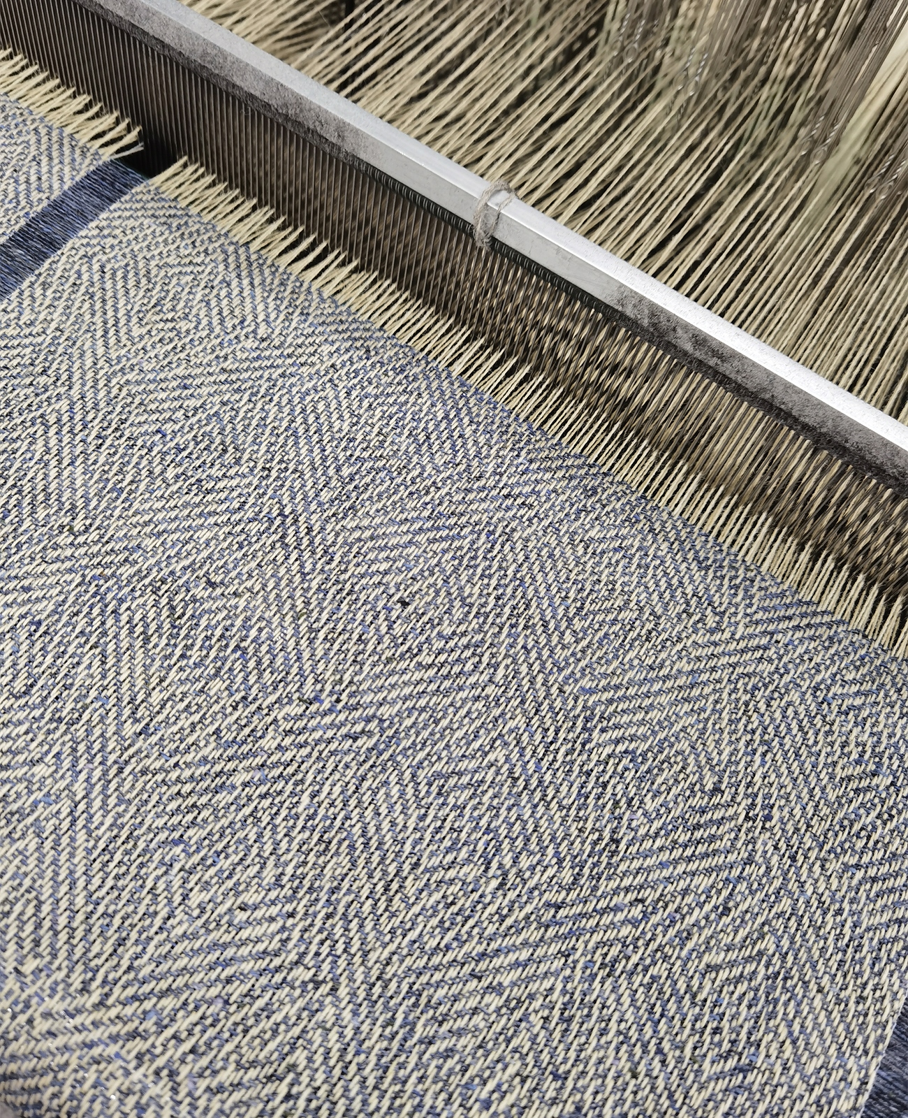 Gamefeather Cream/Blue Donegal-3